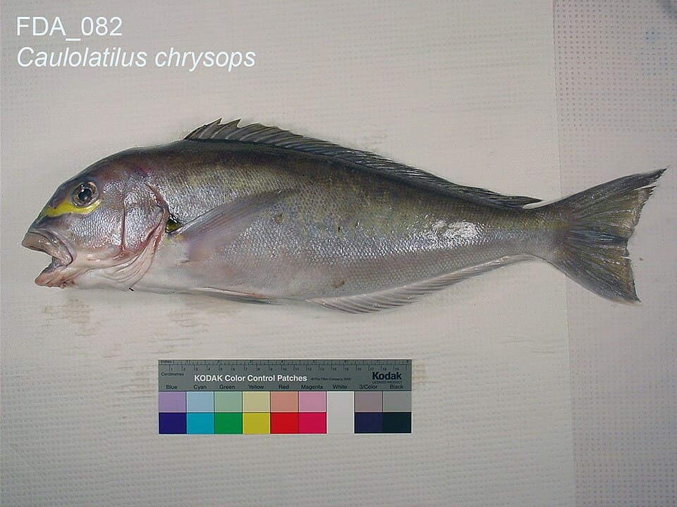 ภาพประกอบของ ปลาไทล์ฟิชแอตแลนติก (Caulolatilus chrysops)
