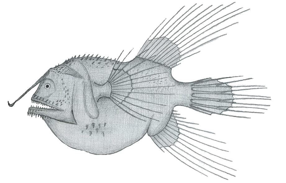 ภาพประกอบของ ปลา jordani (Caulophryne jordani)