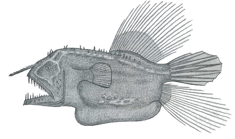 ภาพประกอบของ ปลา polynema (Caulophryne polynema)