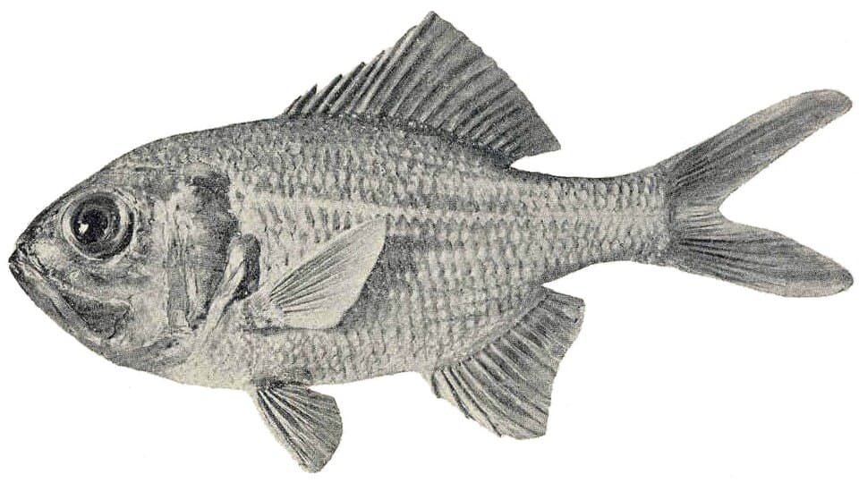 ภาพประกอบของ ปลา gerrardi (Centroberyx gerrardi)