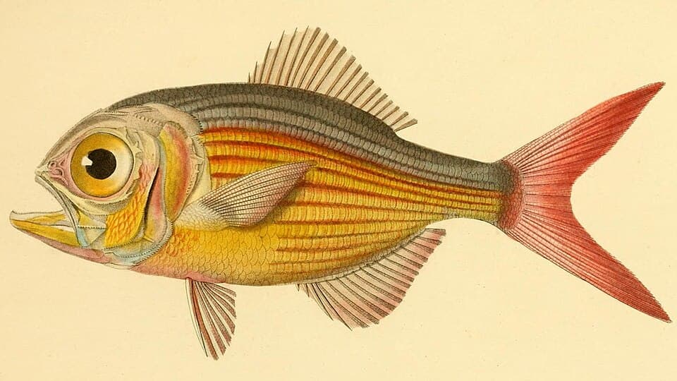 ภาพประกอบของ ปลา lineatus (Centroberyx lineatus)