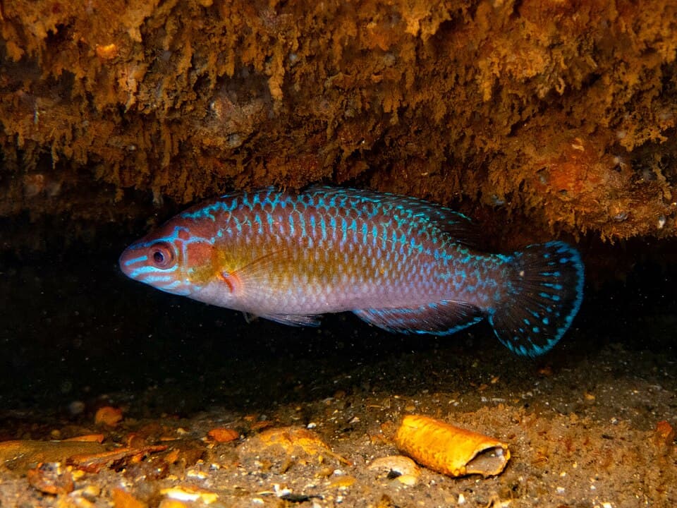 ภาพประกอบของ ปลานกขุนทอง exoletus (Centrolabrus exoletus)