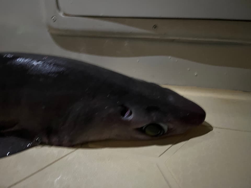ภาพประกอบของ ปลา granulosus (Centrophorus granulosus)