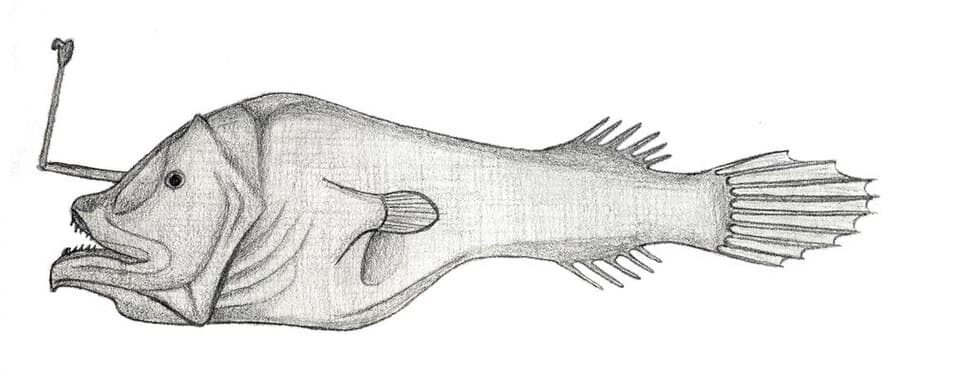 ภาพประกอบของ ปลา spinulosa (Centrophryne spinulosa)