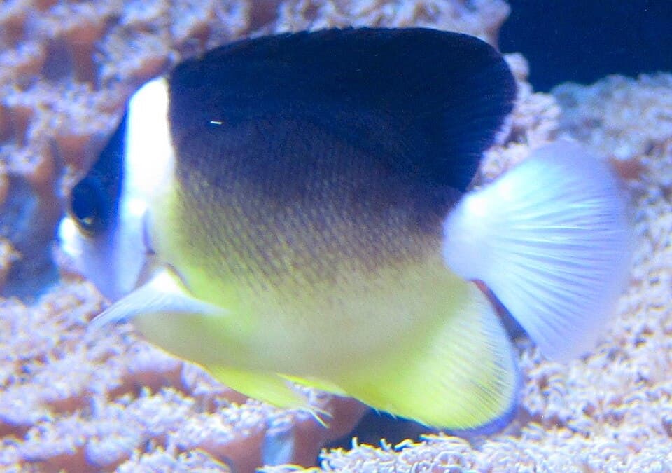 ภาพ ปลาสินสมุทรแคระ abei (Centropyge abei)