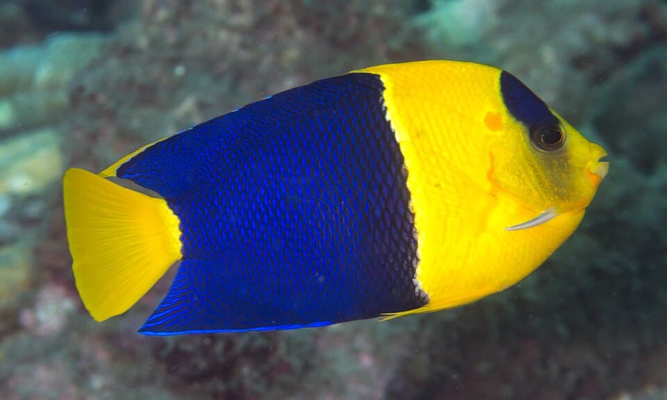ภาพ ปลาสินสมุทรแคระสองสี (Centropyge bicolor)