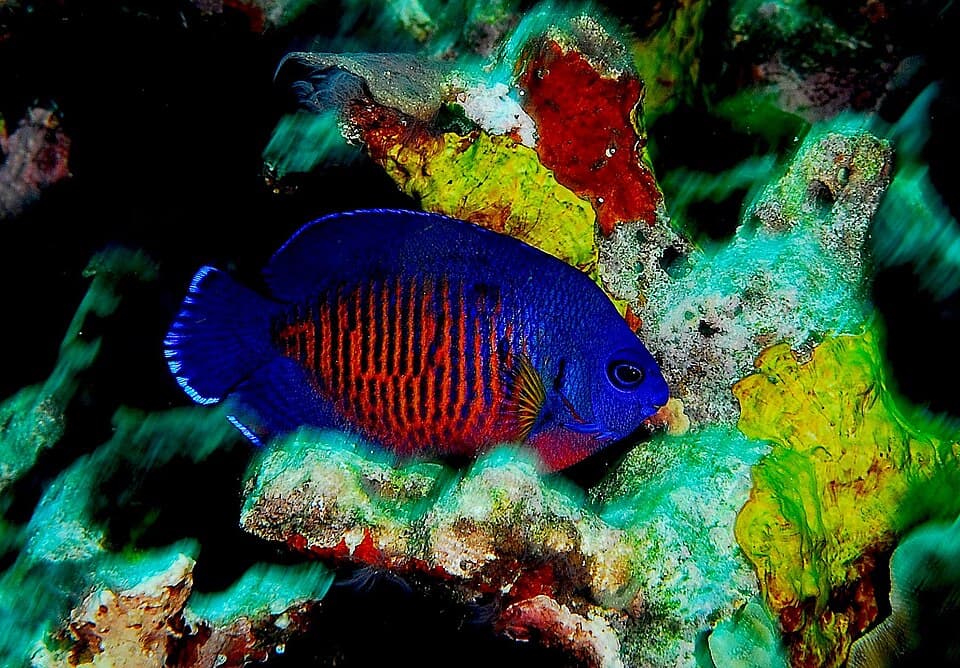 ภาพ ปลาสินสมุทรแคระสองหนาม (Centropyge bispinosa)