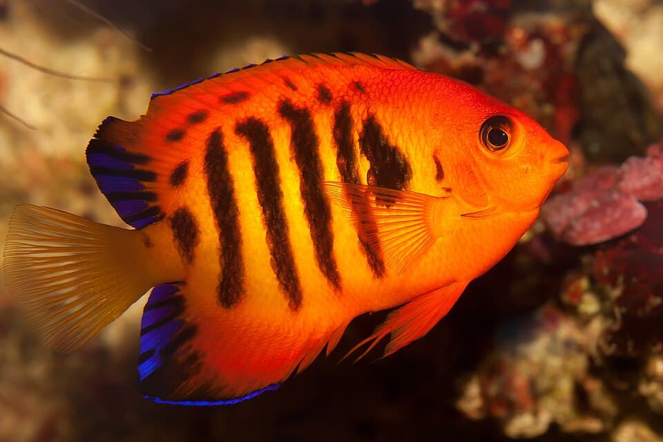 ภาพ ปลาสินสมุทรแคระเปลวไฟ (Centropyge loriculus)