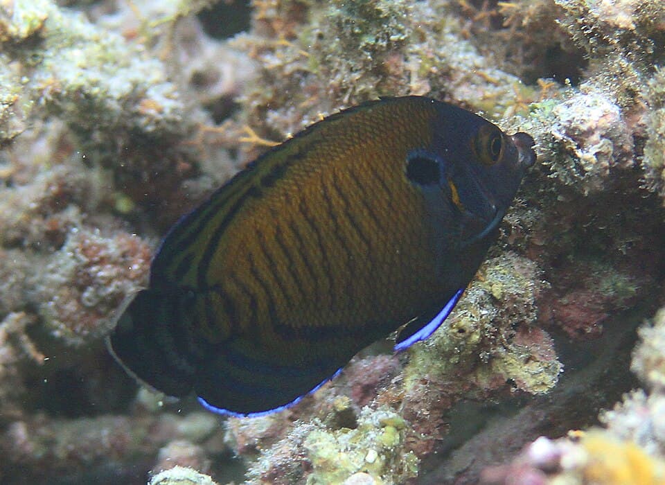 ภาพ ปลาสินสมุทรแคระแคระ (Centropyge multispinis)