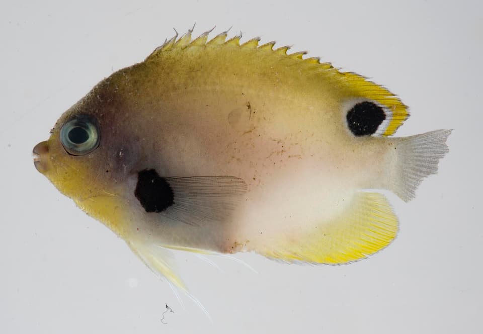 ภาพประกอบของ ปลาสินสมุทรแคระดำจุด (Centropyge nigriocella)