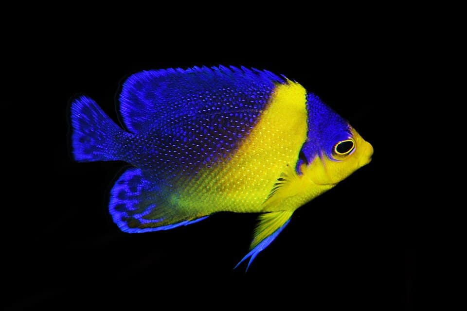 ภาพ ปลาสินสมุทรแคระน้ำเงิน (Centropyge venusta)