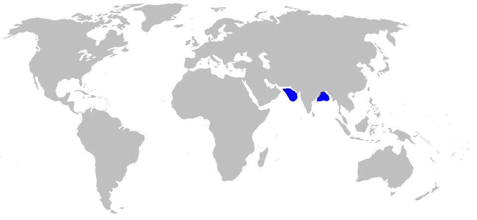 แผนที่การกระจายพันธุ์ของ ปลา ornatum (Centroscyllium ornatum)