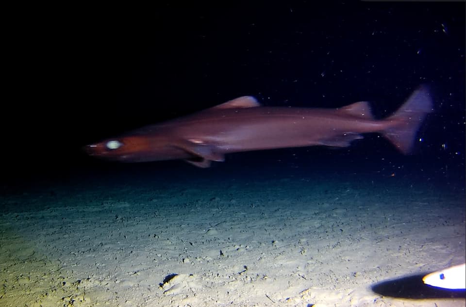 ภาพประกอบของ ปลา owstonii (Centroscymnus owstonii)