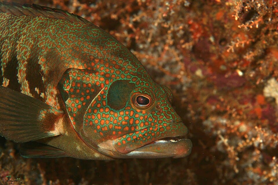 ภาพประกอบของ ปลากะรังแปซิฟิก (Cephalopholis panamensis)