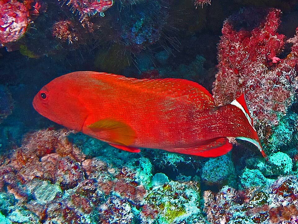 ภาพประกอบของ ปลากะรังลายบั้งปะการัง (Cephalopholis urodeta)