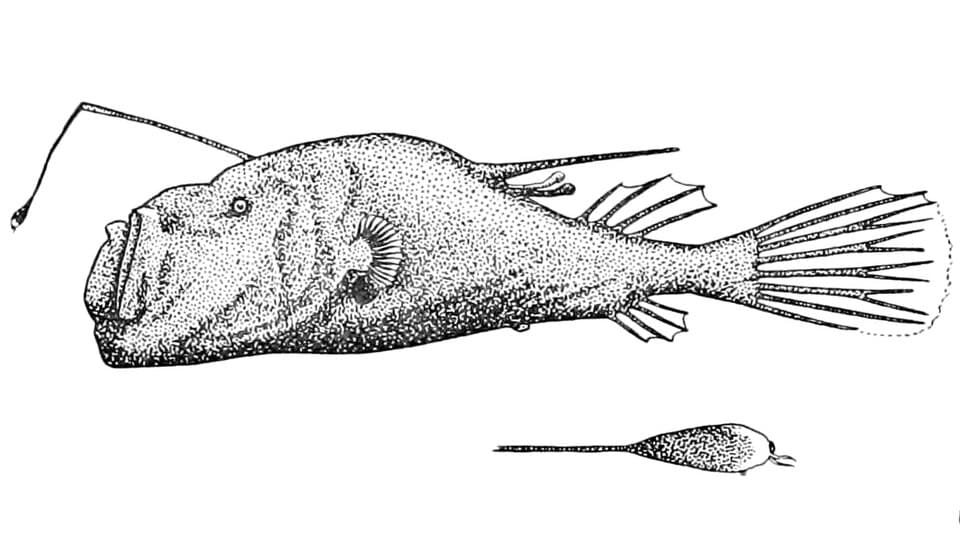 ภาพประกอบของ ปลา tentaculatus (Ceratias tentaculatus)