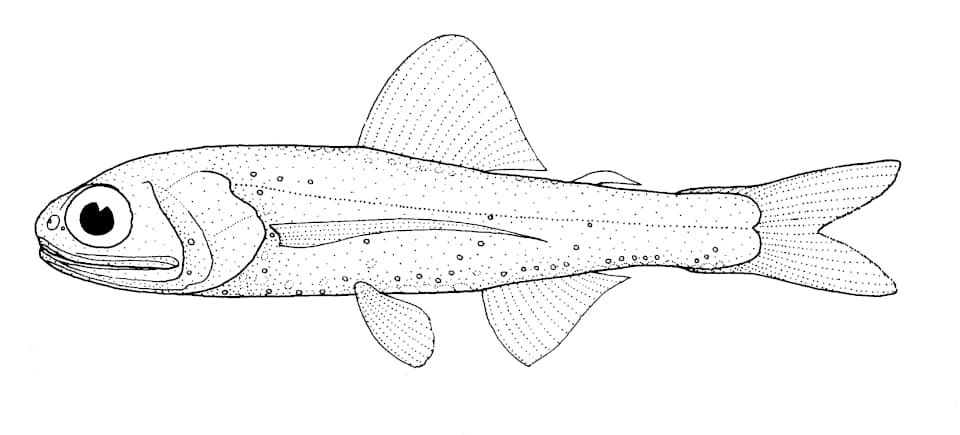 ภาพประกอบของ ปลา warmingii (Ceratoscopelus warmingii)