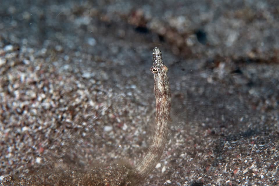 ภาพประกอบของ ปลา limbaughi (Chaenopsis limbaughi)