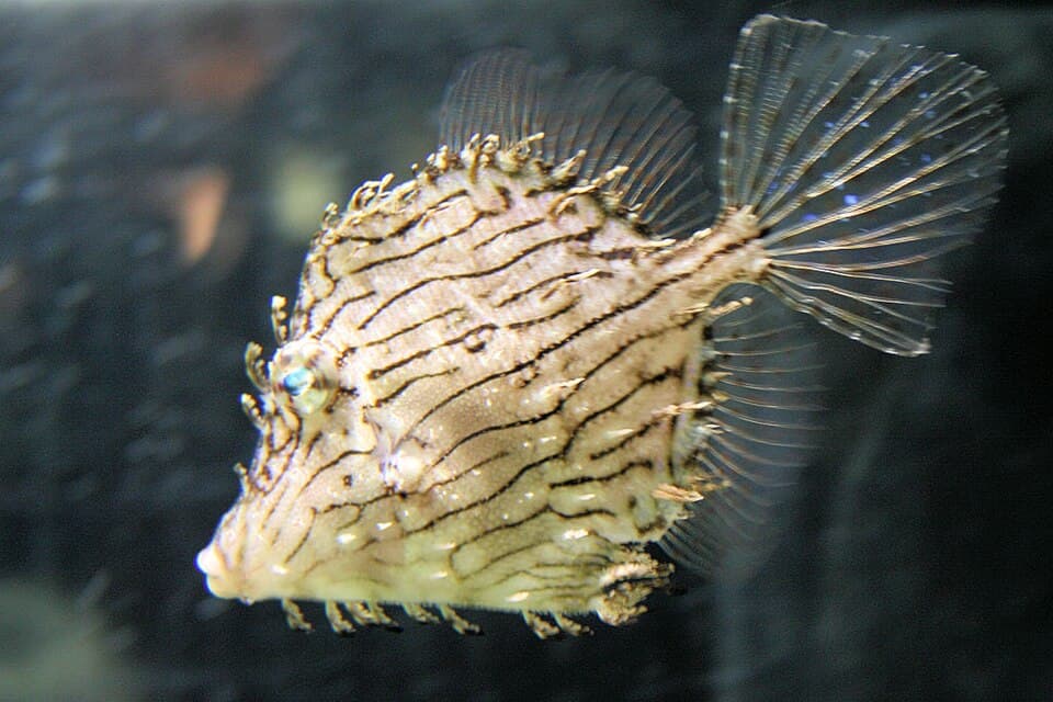 ภาพประกอบของ ปลาวัวหนังพู่ (Chaetodermis penicilligerus)