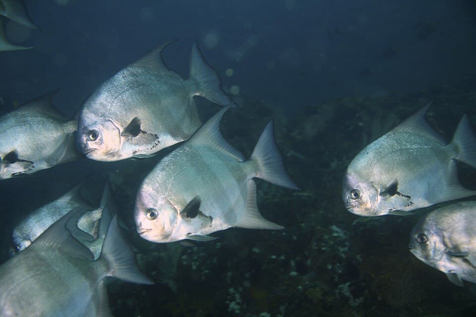 ภาพประกอบของ ปลาหูช้างแปซิฟิก (Chaetodipterus zonatus)
