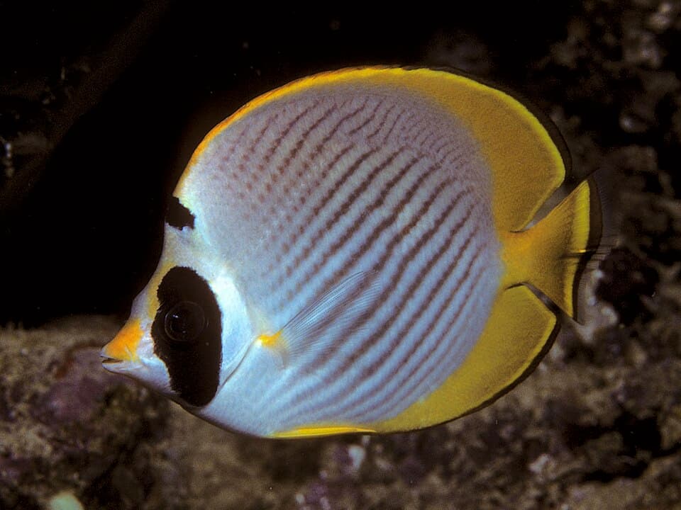 ภาพประกอบของ ปลาผีเสื้อ adiergastos (Chaetodon adiergastos)