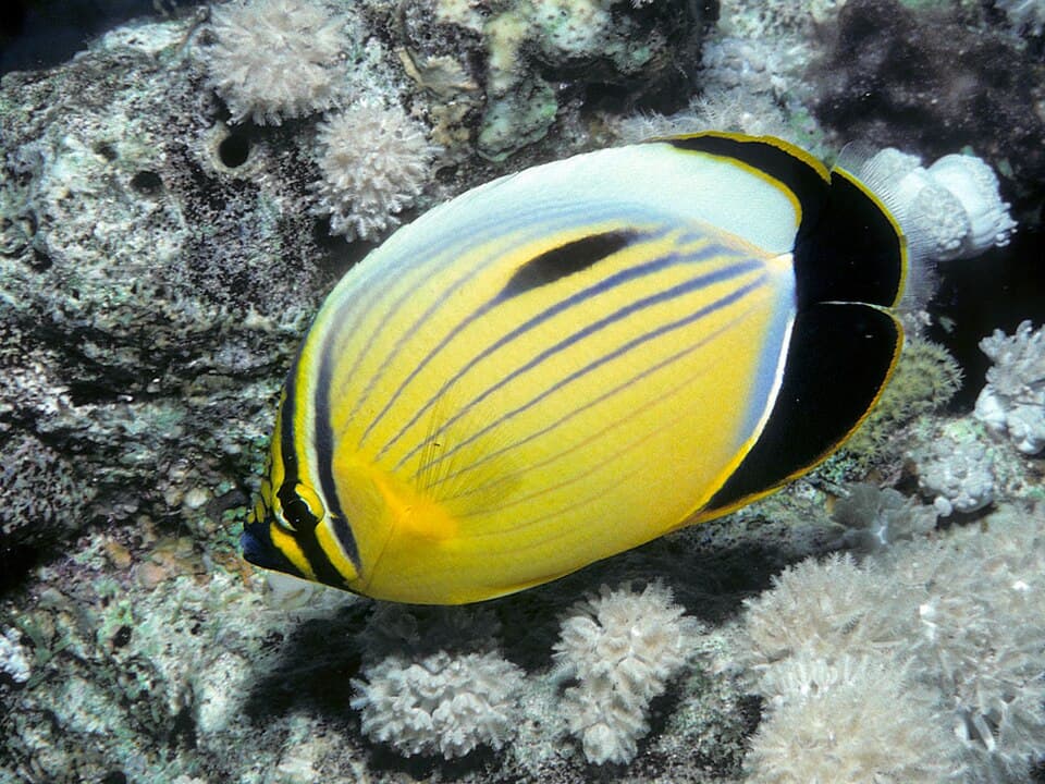 ภาพประกอบของ ปลาผีเสื้อแดง (Chaetodon austriacus)