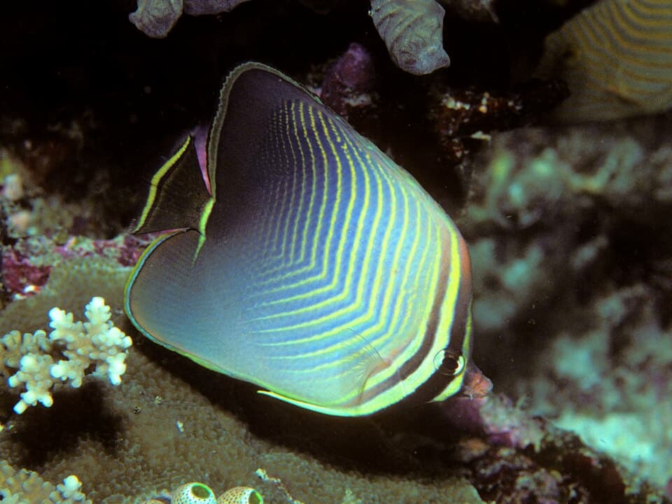 ภาพประกอบของ ปลาผีเสื้อ baronessa (Chaetodon baronessa)