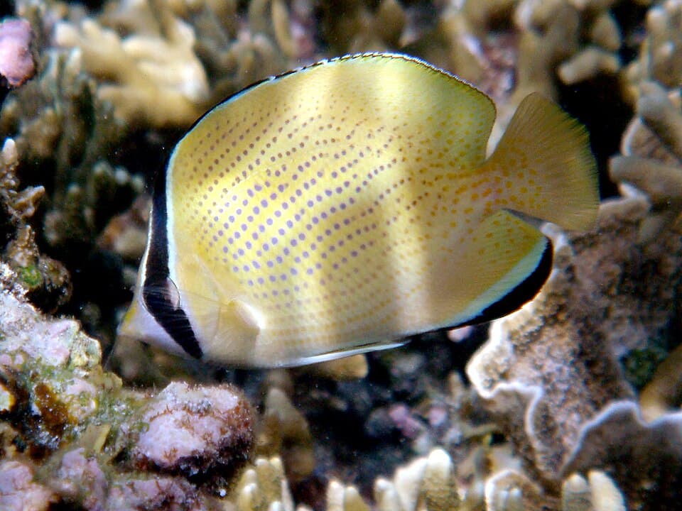 ภาพ ปลาผีเสื้อลายจุด (Chaetodon citrinellus)
