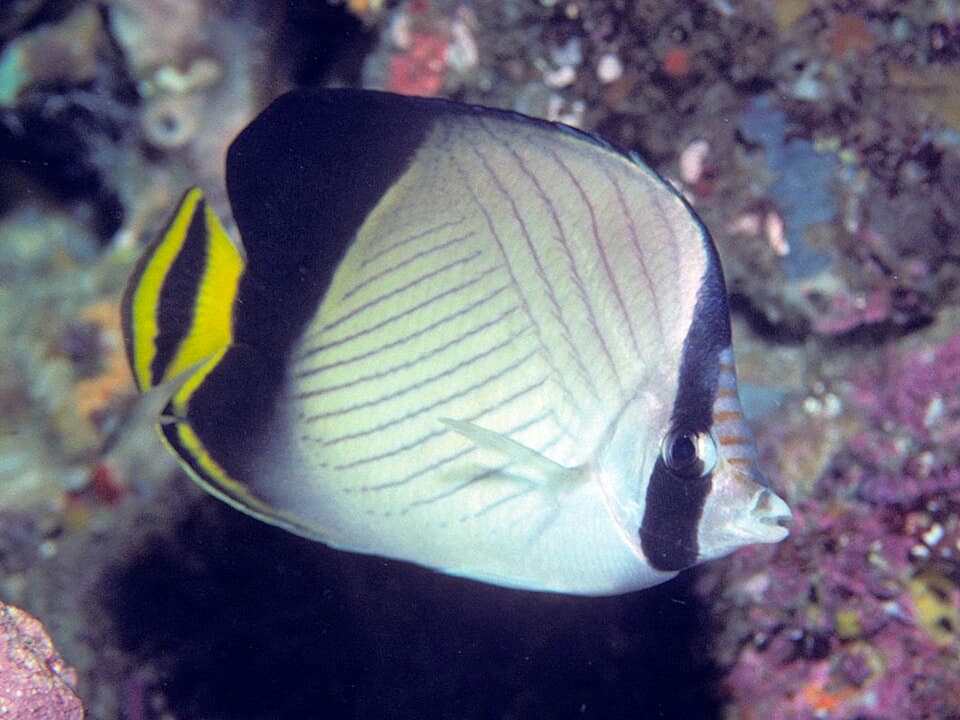 ภาพประกอบของ ปลาผีเสื้อลายทแยงครีบดำ (Chaetodon decussatus)