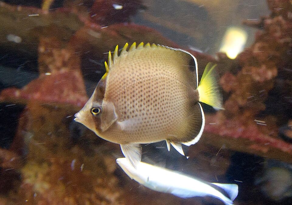 ภาพประกอบของ ปลาผีเสื้อ dolosus (Chaetodon dolosus)