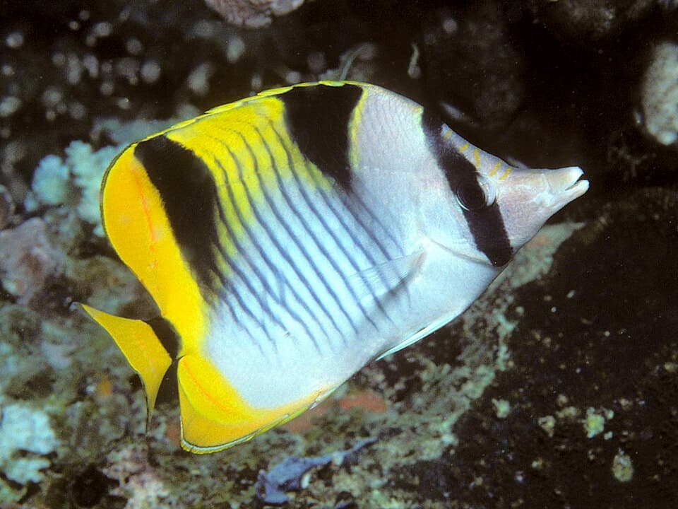 ภาพประกอบของ ปลาผีเสื้อหลังบั้ง (Chaetodon falcula)