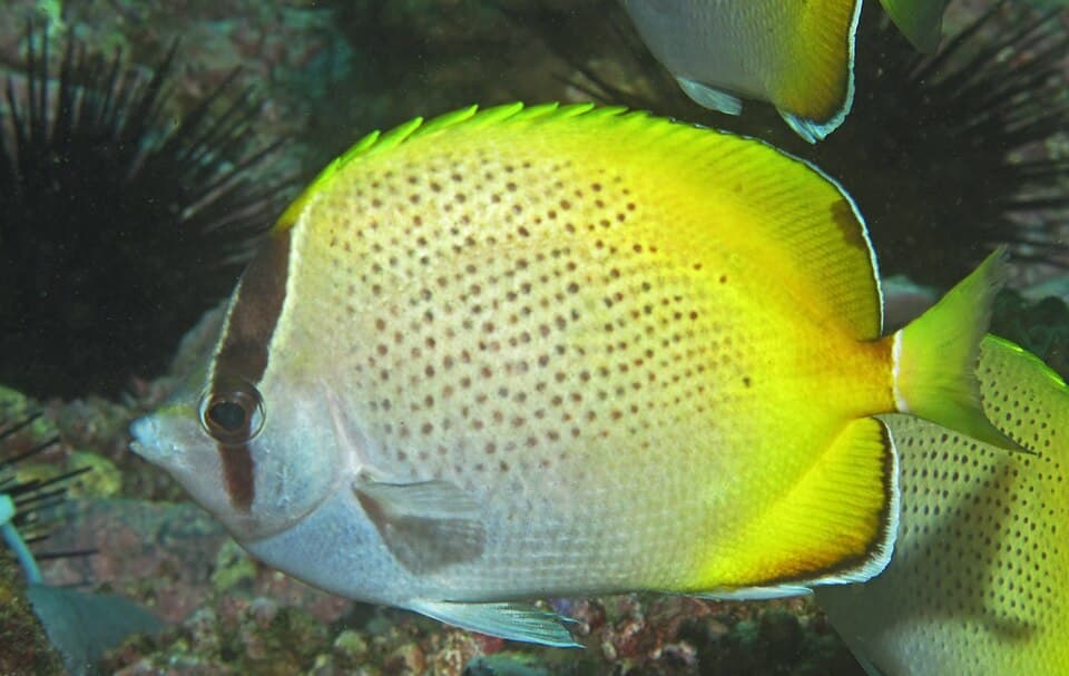 ภาพประกอบของ ปลาผีเสื้อ guentheri (Chaetodon guentheri)