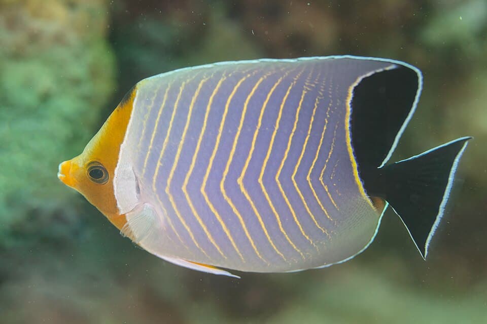 ภาพประกอบของ ปลาผีเสื้อน้ำเงิน (Chaetodon larvatus)