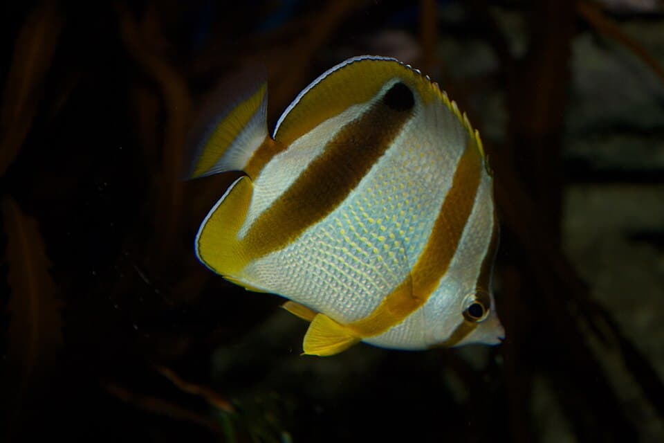 ภาพประกอบของ ปลาผีเสื้อ marleyi (Chaetodon marleyi)
