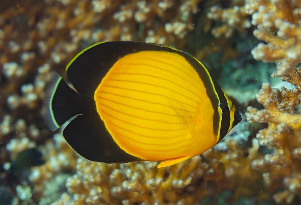 ภาพประกอบของ ปลาผีเสื้อดำ (Chaetodon melapterus)