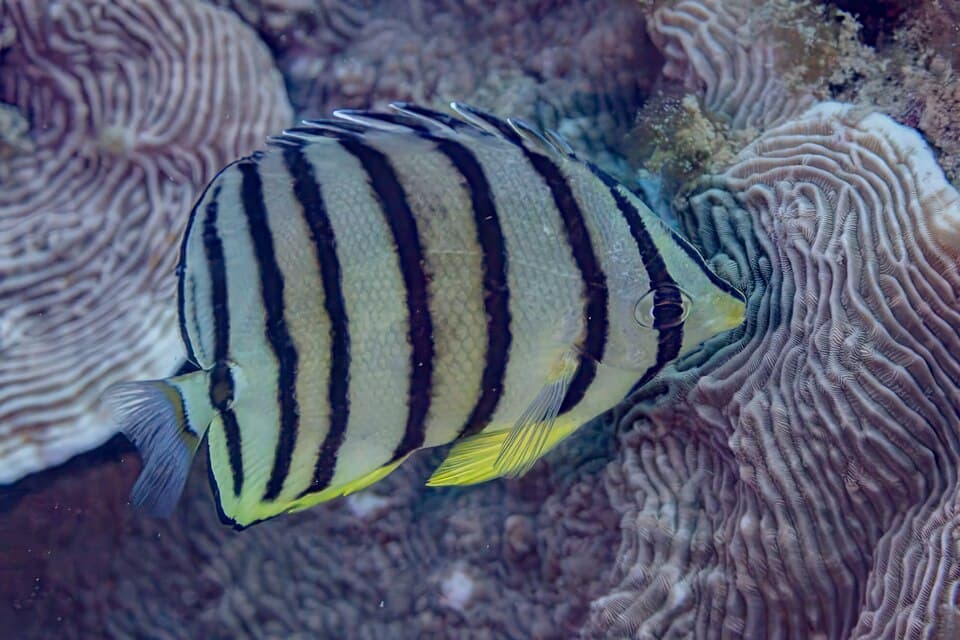ภาพประกอบของ ปลาผีเสื้อแปดขีด (Chaetodon octofasciatus)