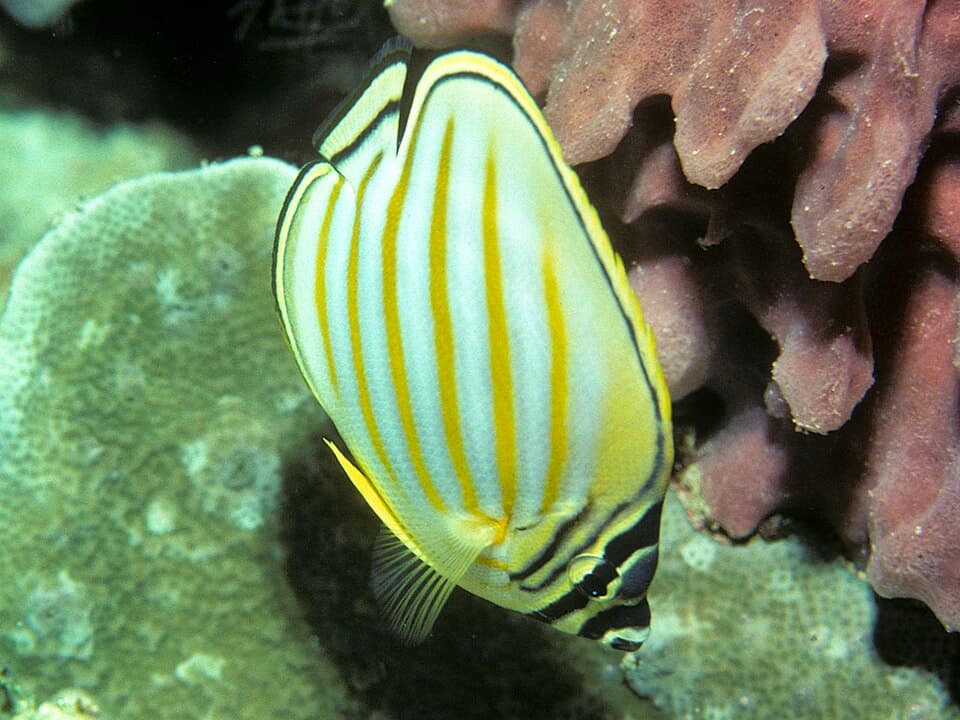 ภาพประกอบของ ปลาผีเสื้อตัวตลก (Chaetodon ornatissimus)