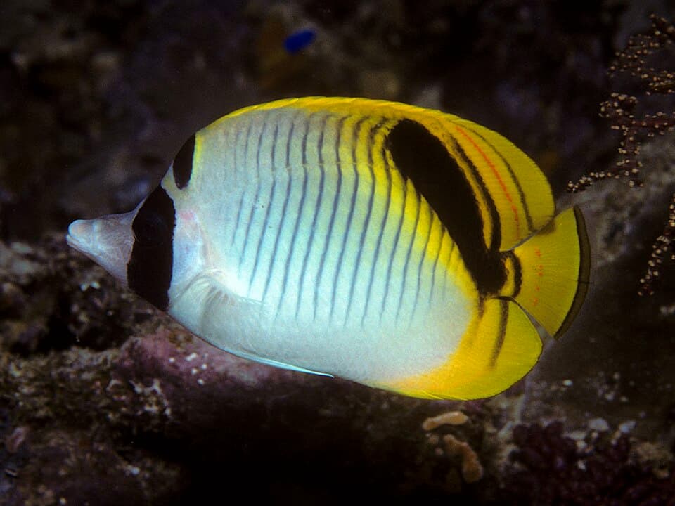 ภาพประกอบของ ปลาผีเสื้อ oxycephalus (Chaetodon oxycephalus)