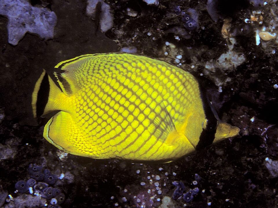 ภาพประกอบของ ปลาผีเสื้อลายตาข่าย (Chaetodon rafflesii)