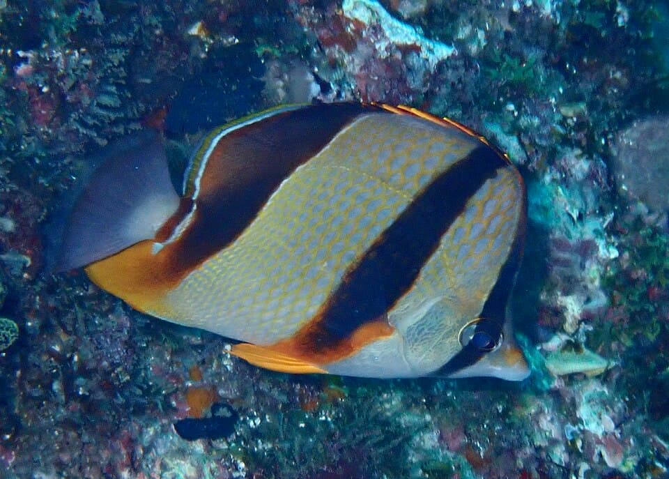ภาพประกอบของ ปลาผีเสื้อสามลายบั้ง (Chaetodon robustus)