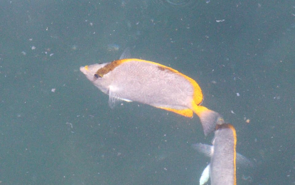 ภาพประกอบของ ปลาผีเสื้อ sanctaehelenae (Chaetodon sanctaehelenae)