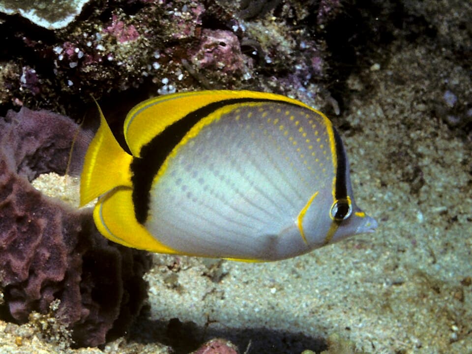 ภาพประกอบของ ปลาผีเสื้อ selene (Chaetodon selene)
