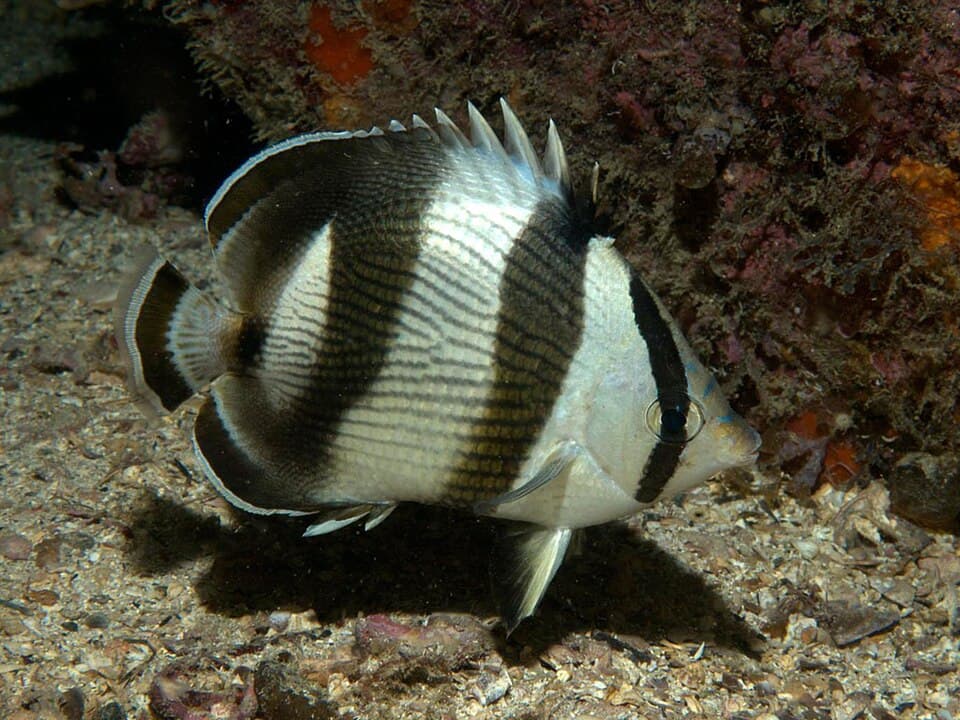 ภาพประกอบของ ปลาผีเสื้อลายบั้ง (Chaetodon striatus)
