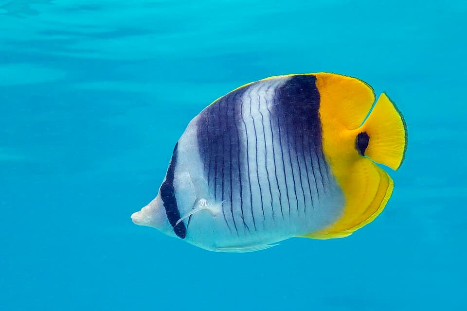 ภาพประกอบของ ปลาผีเสื้อ ulietensis (Chaetodon ulietensis)