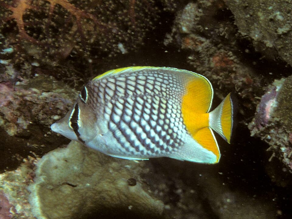 ภาพประกอบของ ปลาผีเสื้อ xanthurus (Chaetodon xanthurus)