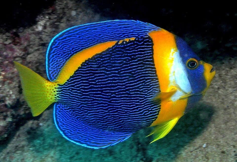 ภาพ ปลาสินสมุทรนางฟ้า (Chaetodontoplus duboulayi)