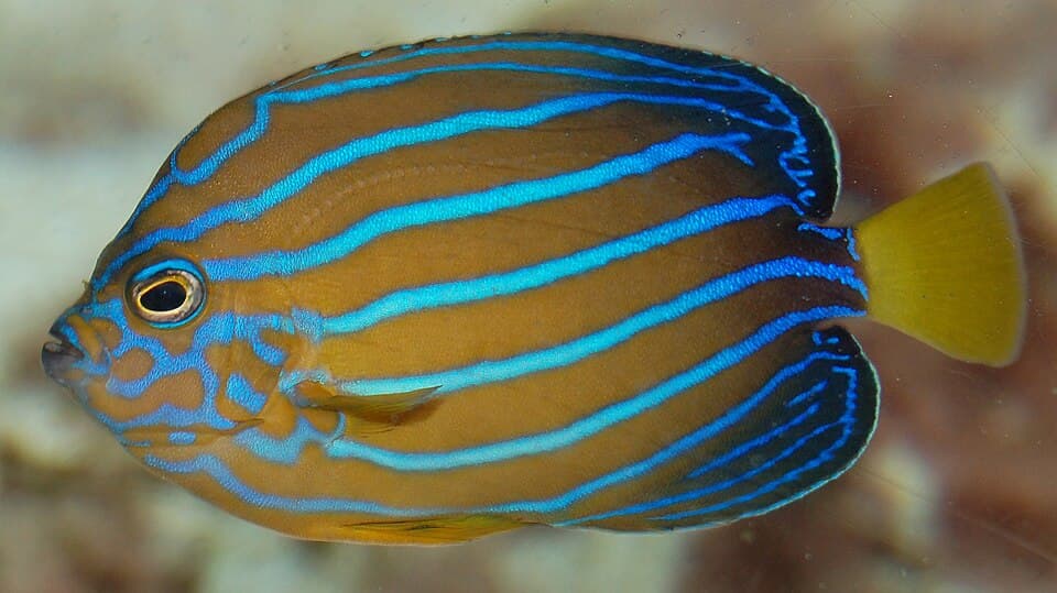 ภาพ ปลาสินสมุทรน้ำเงินลายเส้น (Chaetodontoplus septentrionalis)