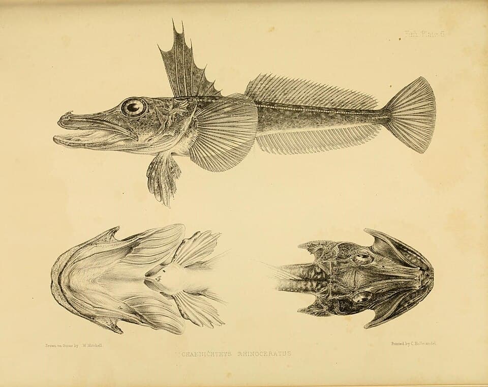 ภาพประกอบของ ปลา rhinoceratus (Channichthys rhinoceratus)