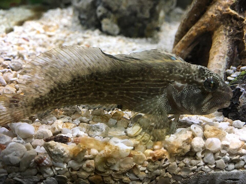 ภาพประกอบของ ปลาตั๊กแตนหินลายเส้นตั๊กแตนหิน (Chasmodes bosquianus)
