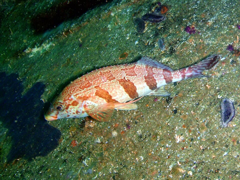 ภาพประกอบของ ปลา fasciatus (Cheilodactylus fasciatus)